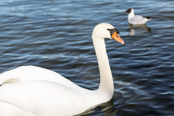Portrait of a white Swan. Mute Swan on the background of the lake. 