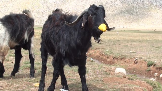 Goat eating out lemon peel