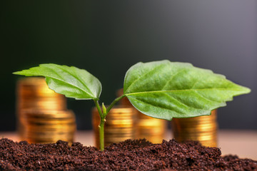 Golden coins in soil with young plant. Money growth concept.