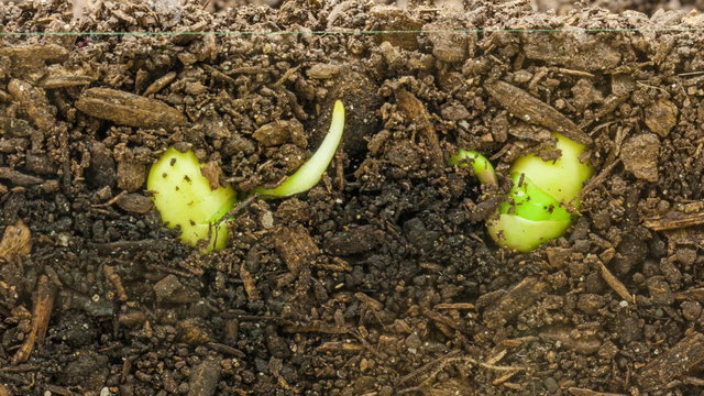 Soy plant growing from soil/Timelapse video of a soy seed growing from soil, camera follows both the underground and overground view