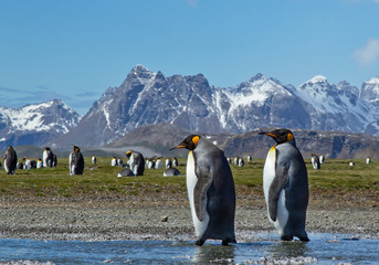 Obraz premium Young king penguin, changing plumage, cleaning feathers, portrait, with clean blue background, South Georgia Island, Antarctica