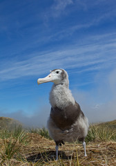 Young wandering albatross standing on the nest, with blue sky background, South Georgia Island, Antarctica