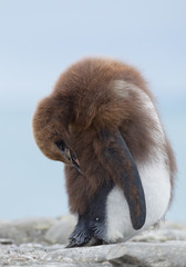 Obraz premium Young king penguin, changing plumage, cleaning feathers, portrait, with clean blue background, South Georgia Island, Antarctica