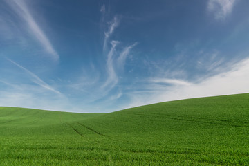 Landscape with green field