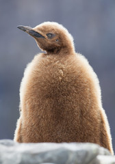 Young king penguin portrait, with clean background, South Georgia Island, Antarctica