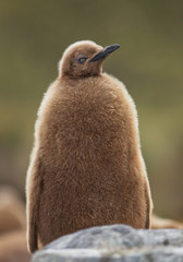 Young king penguin portrait, with clean green background, South Georgia Island, Antarctica