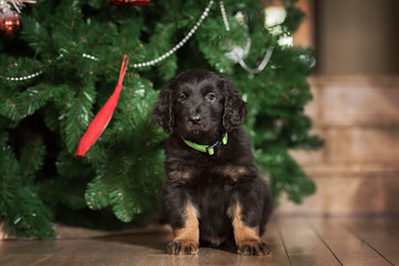 Cute black hovawart puppy 