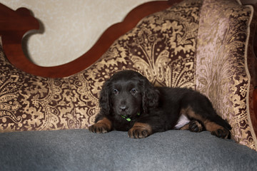 Cute black hovawart puppy 