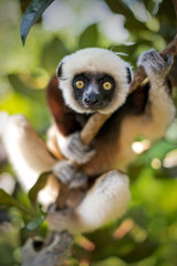 Naklejka premium Lemur na drzewie