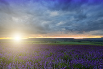Fototapeta na wymiar A large field of blooming lavender at sunset