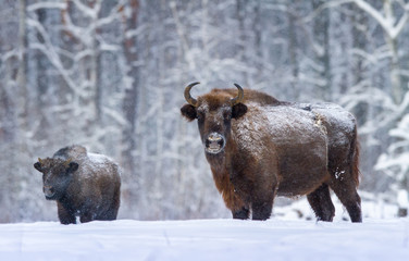 The Bison and her children © Golubev Dmitrii