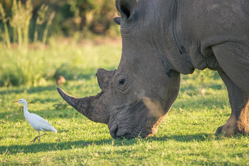 Un rhinocéros blanc frôlant avec un oiseau héron garde-boeufs en tête