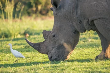 Crédence de cuisine en verre imprimé Rhinocéros Un rhinocéros blanc frôlant avec un oiseau héron garde-boeufs en tête