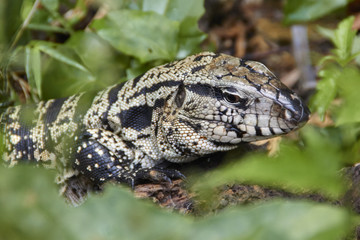 Gecko