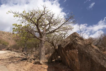 Crédence de cuisine en verre imprimé Baobab Baobab, Wadi Hanna, Oman
