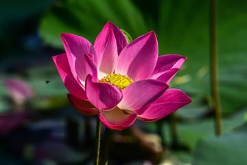 Obraz premium Lotus blooming in the nature