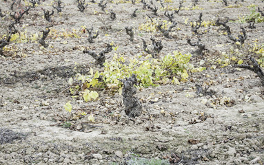 Small vineyards field