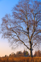 Country landscape. The tree with the birdhouse on the background of the sunset sky and the Church in the distance.
