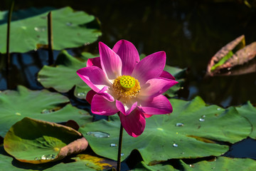 Lotus blooming in the nature