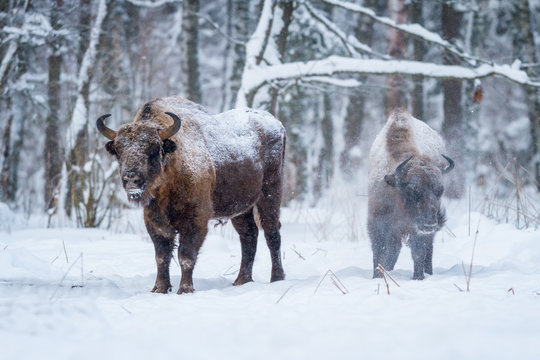 Two Bison and Snow