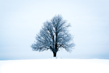 Fototapeta na wymiar Lonely tree in winter landscape tree in winter landscape