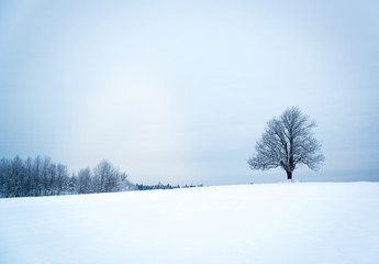 Lonely tree in winter landscape tree in winter landscape
