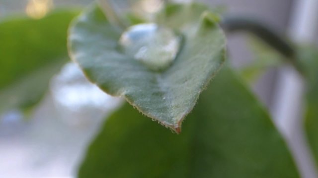A drop of water falls on a green leaf
