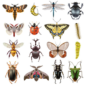  Insects Icons Set
