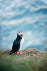 Puffin