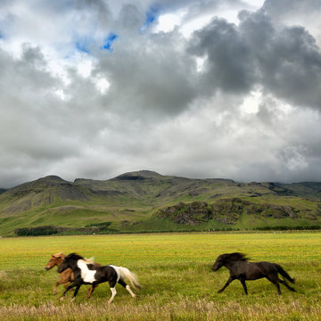  Icelandic Ponies