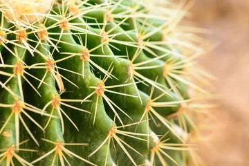 Gordijnen macro op Doornen van cactus © Kittiphan