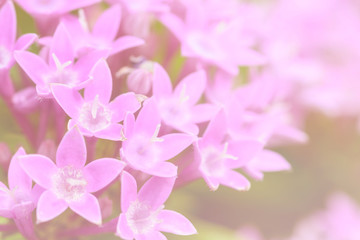 Fototapeta premium Purple Star Cluster flowers blooming (Pentas lanceolata), Macro