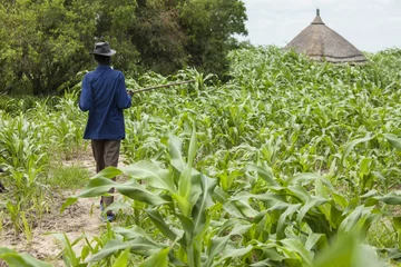 Foto op Plexiglas gierstteelt in Zuid-Soedan © Wollwerth Imagery