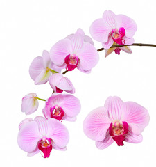 Obraz na płótnie Canvas Pink orchid, isolated
