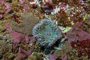 Naklejka na ściany i meble Sea anemone at California underwater reef