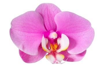 Pink orchid, isolated