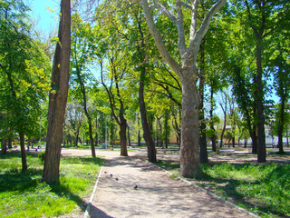 Fototapeta na wymiar Trees in a park