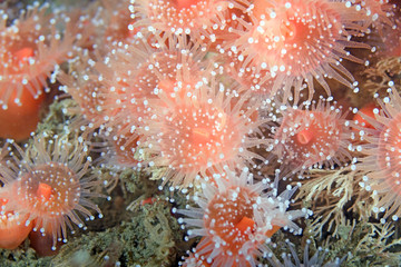 Obraz premium Sea anemone at California underwater reef