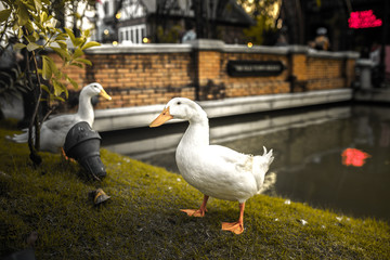 White ducks in the garden
