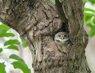 spot owlet
