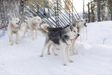 Fototapeta na wymiar Siberian Husky On Snow Covered Field