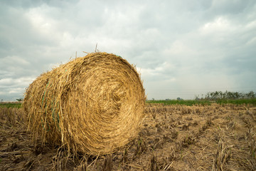 Rolls of haystack on the paddy field.  A cloudy scenery with haystack in Sungai Besar, Malaysia. Agriculture concept.