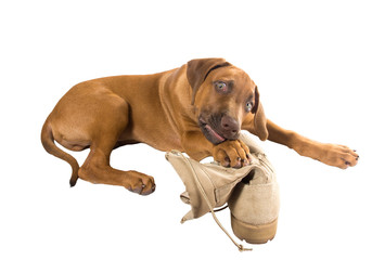 Funny Rhodesian Ridgeback puppy with army boots