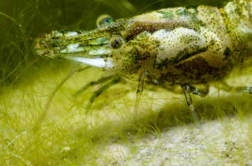 Atyaephyra desmaresti