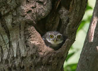 spot owlet