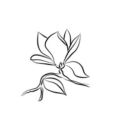 Fototapeta premium Flowering Branch of Magnolia on white background vector illustration