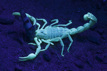 Escorpión amarillo bajo luz ultravioleta