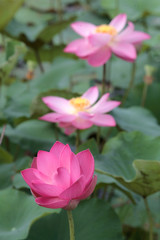 Obraz premium lotus flower