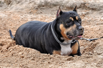 Staffordshire Terrier dog digging sand on the nature