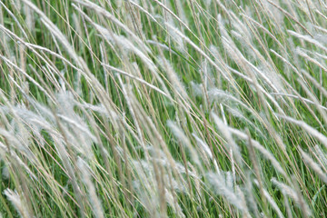 white reeds